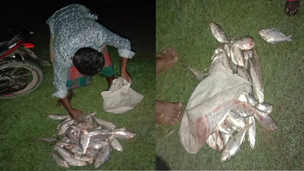 পটুয়াখালীতে নিষেধাজ্ঞা উপেক্ষা করে ইলিশ শিকারের মহোৎসব